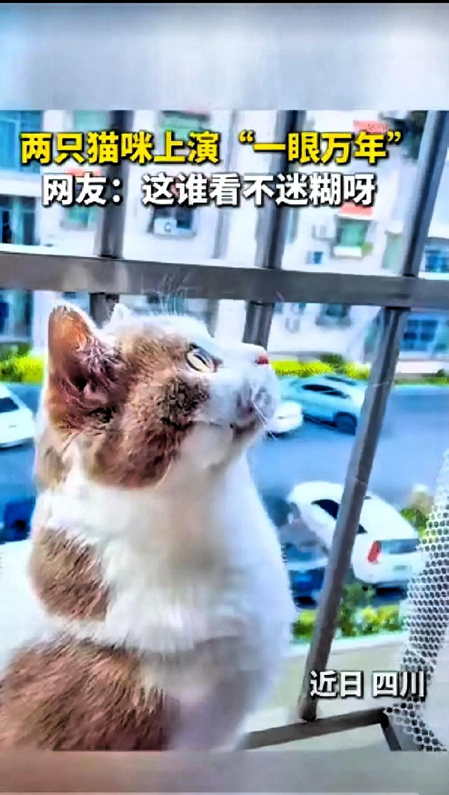 四川，一女子发现自家猫咪抬着头，呆呆地坐在窗台上，抬着头望向窗外，眼神专注，就连