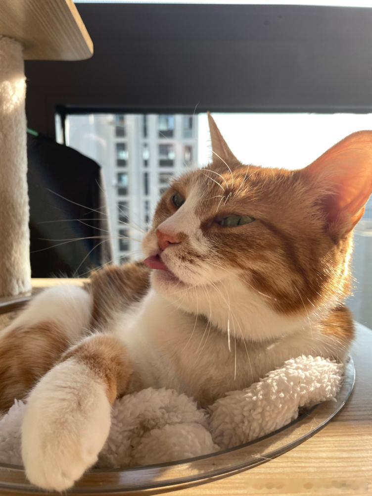 49359【丑猫】我等着投稿已经很久了，桀桀桀 