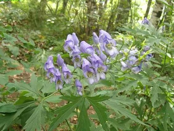 ⚠️五毒根！野外见到，有多远躲多远。🌿名称：草乌 / 北乌头 / 百步草 / 