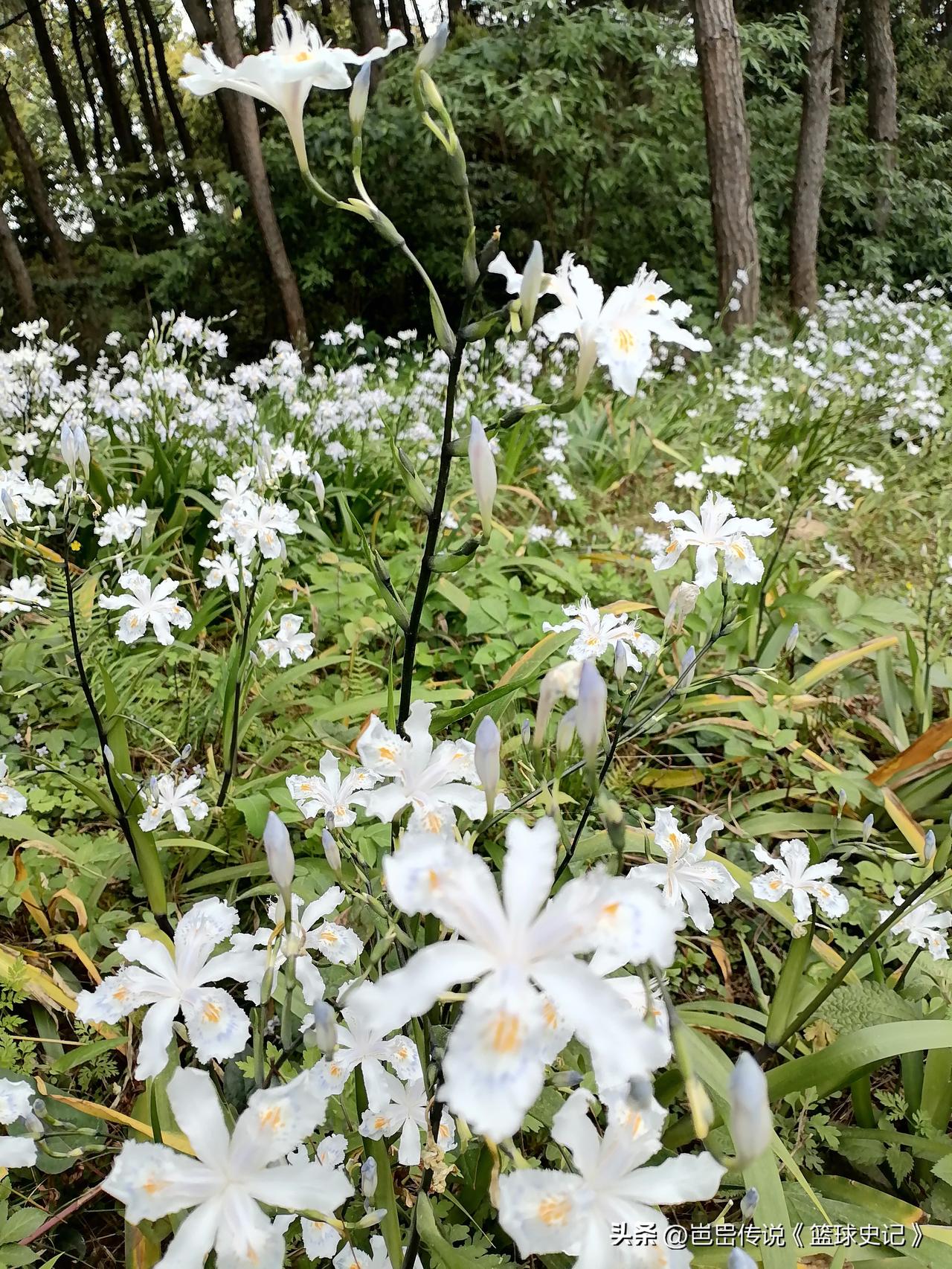 分享一张你相册的拍的花
