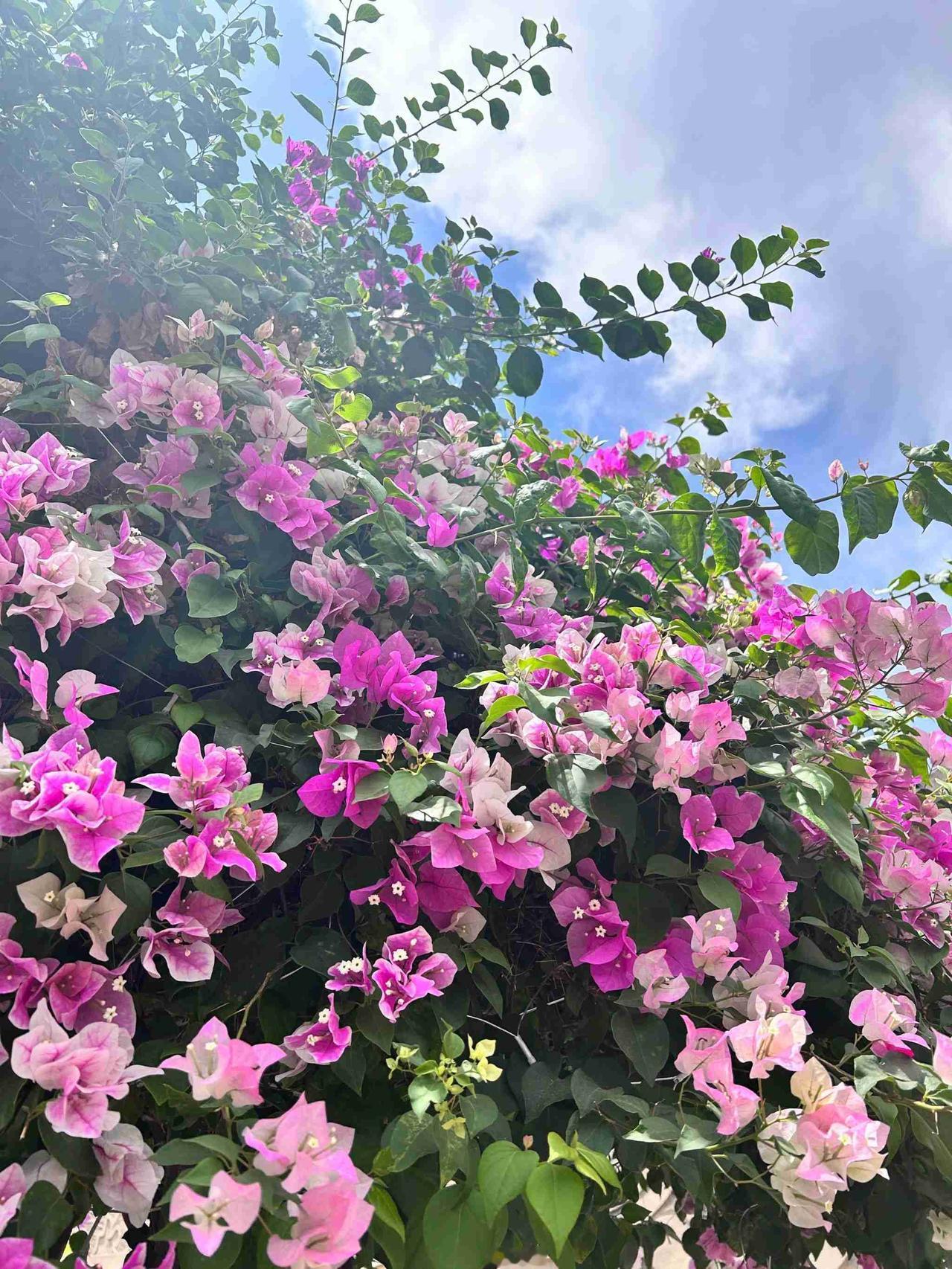 我的今日状态：😁轻松愉快
我这里的天气：☀️晴天
今天心情大好
继续加油
六十