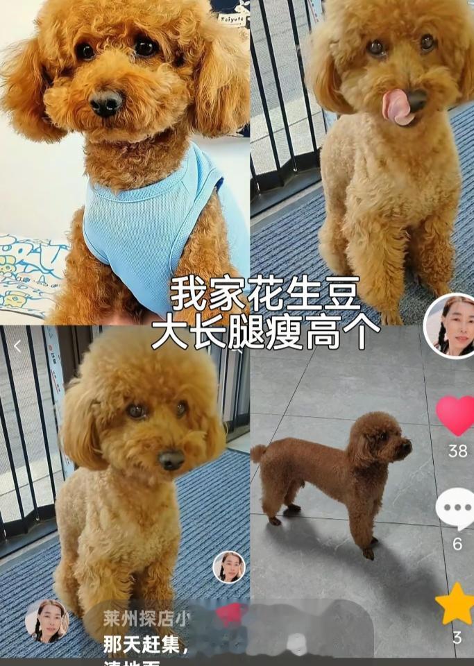 同城寻狗启事。我评论了 的作品： 好有爱的画面，不知道是感动，还是想起...