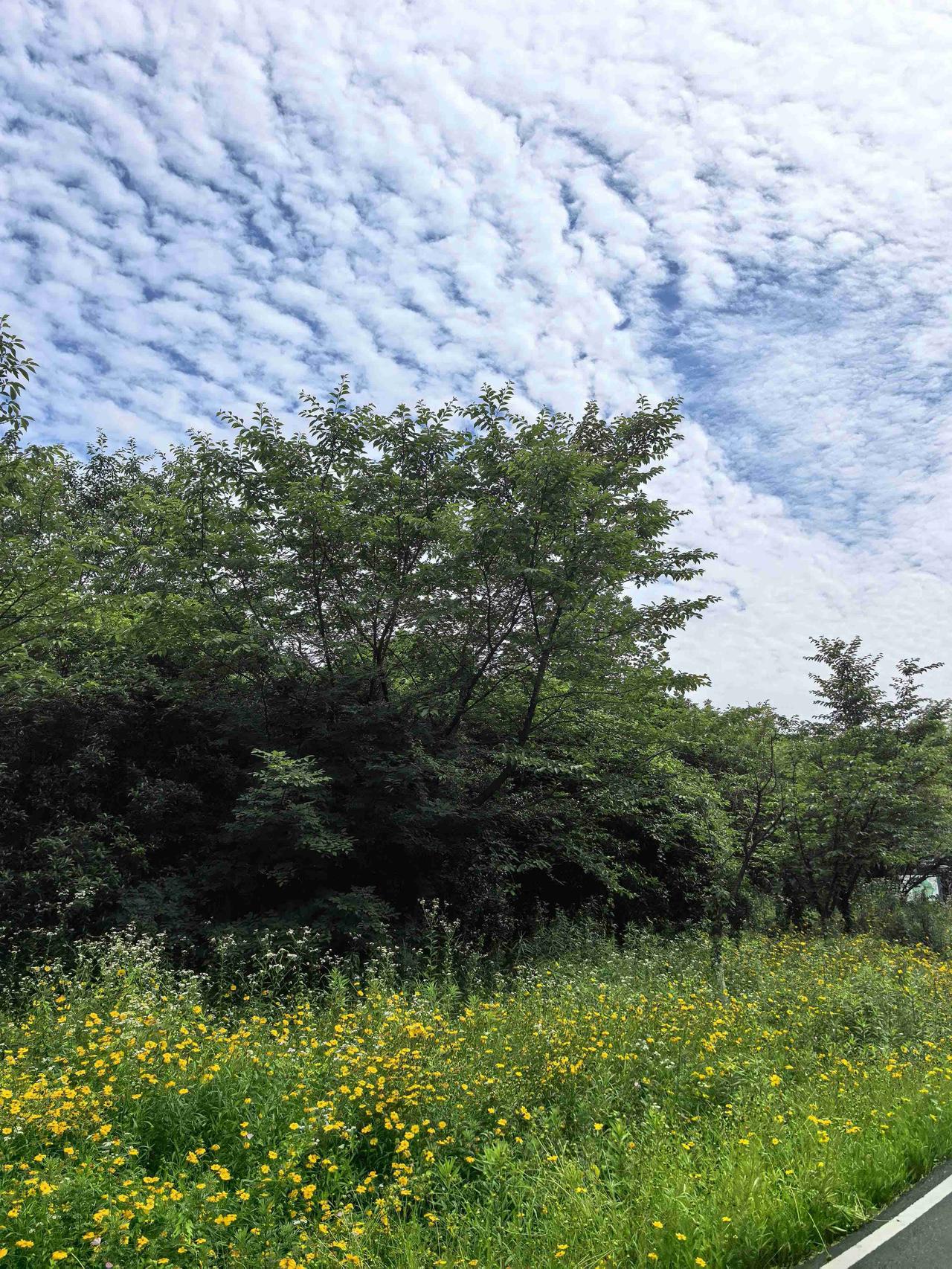 我的今日状态：😁轻松愉快
我这里的天气：☀️晴天
翻过来，翻不去睡不着，自从我