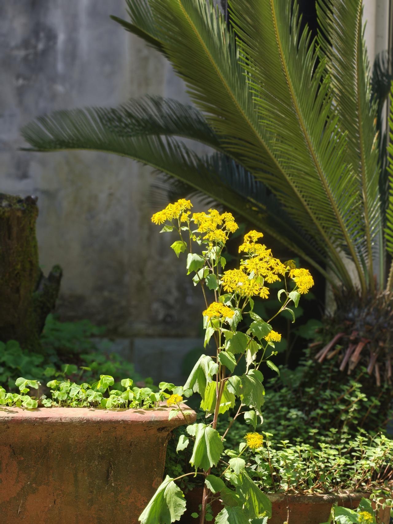 今天在玉峰山一农家乐的墙角，发现一株野花，自由自在的开放