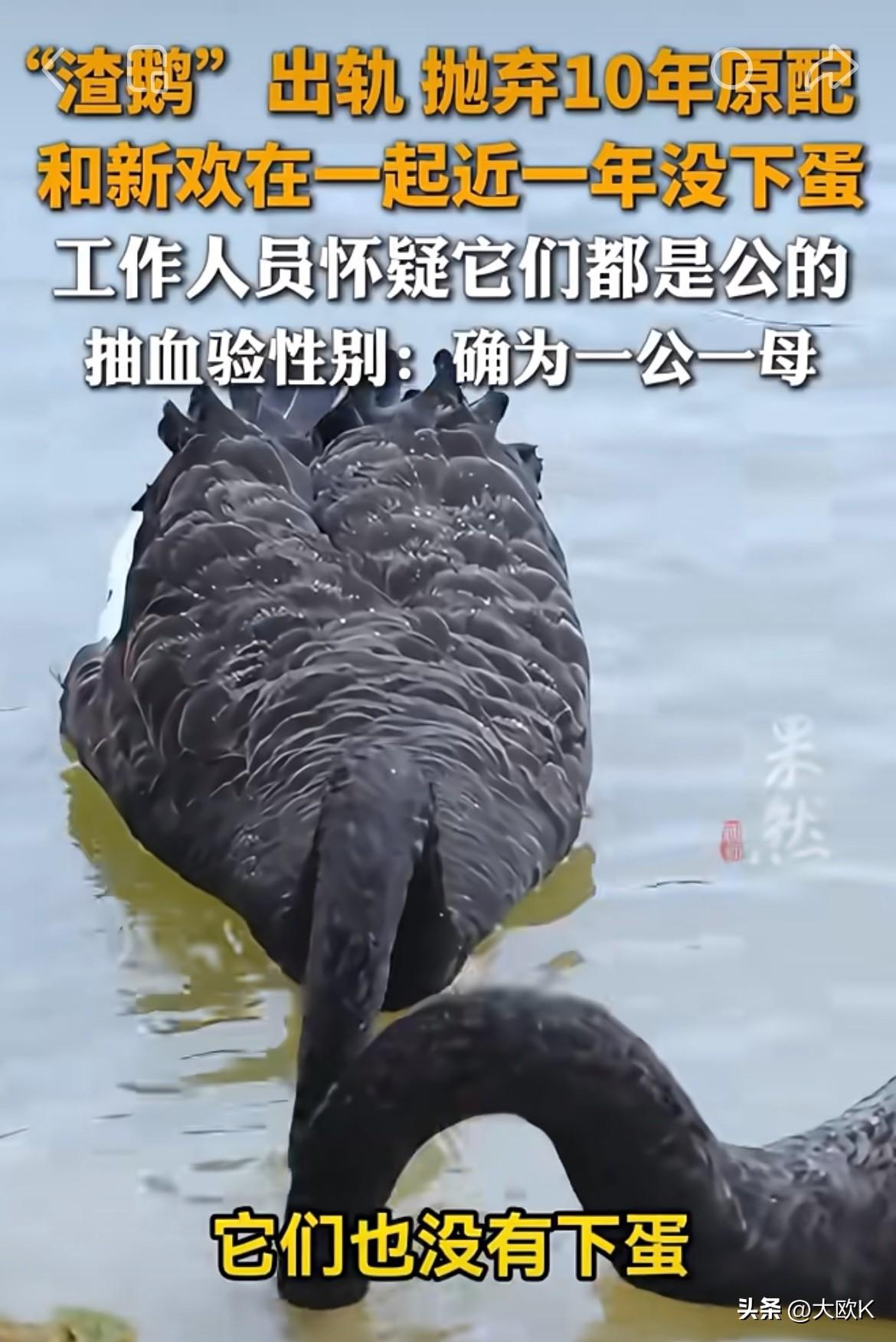 吃瓜也是吃到了天鹅界。
笑死我了，动物界也是“亏妻者百财不入”。
去年那只黑天鹅