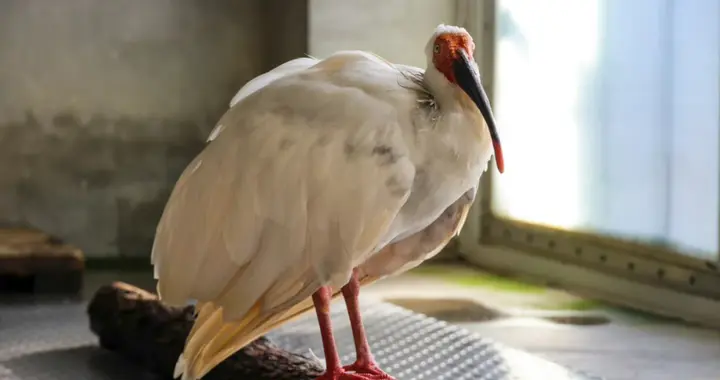 北京动物园39岁朱鹮去世，“平平”的一生不平凡