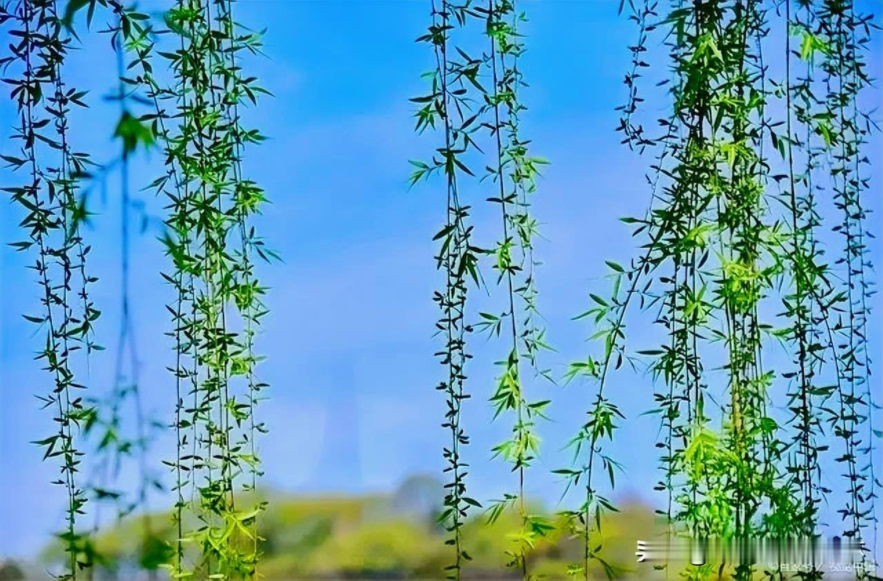 下联：断肠春色柳毵毵
上联：有请雅士[玫瑰][玫瑰][玫瑰]
