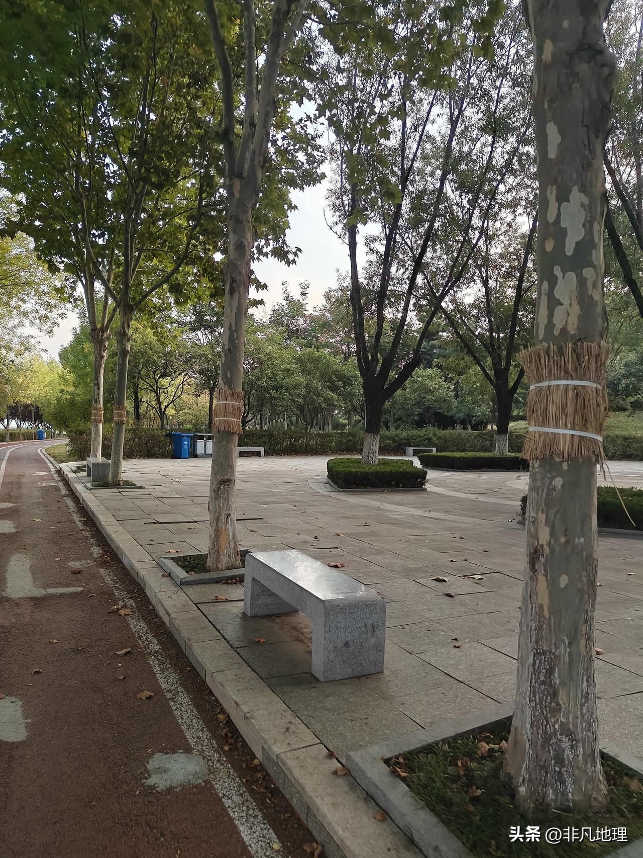 最近临沂的树都被稻草围了一圈！很多人应该都不知道是干嘛的…

看了园林专家的介绍