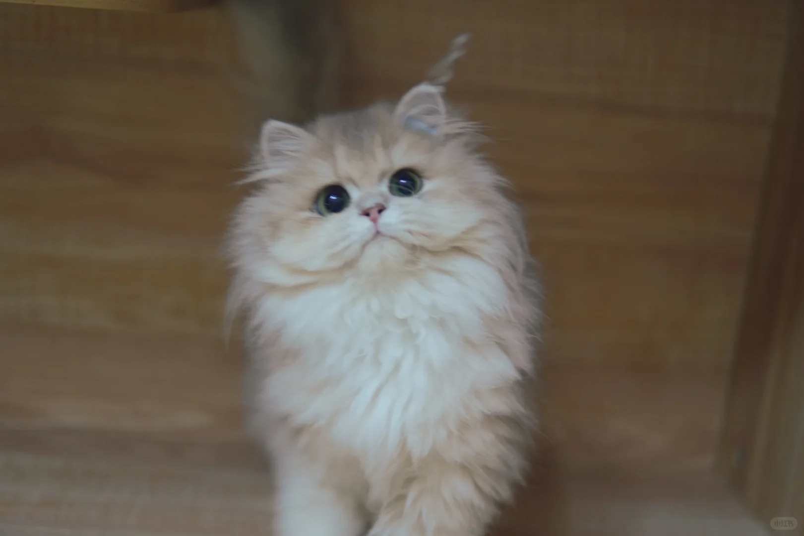 姨姨们看过来