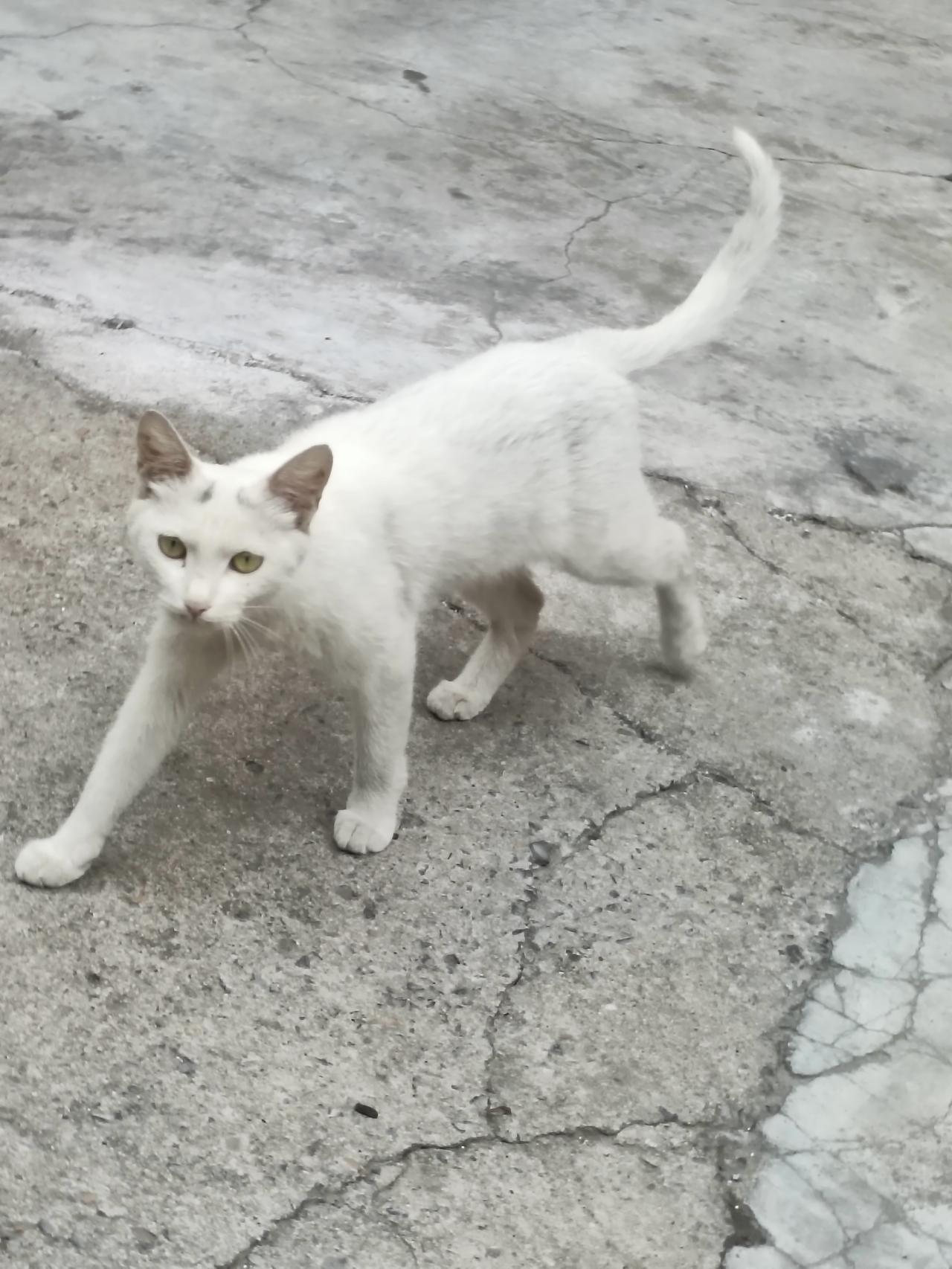 分享一张小猫的照片一身雪白短毛，绿瞳清亮灵动，一只慢悠悠迈步向前，另一只安静蹲守