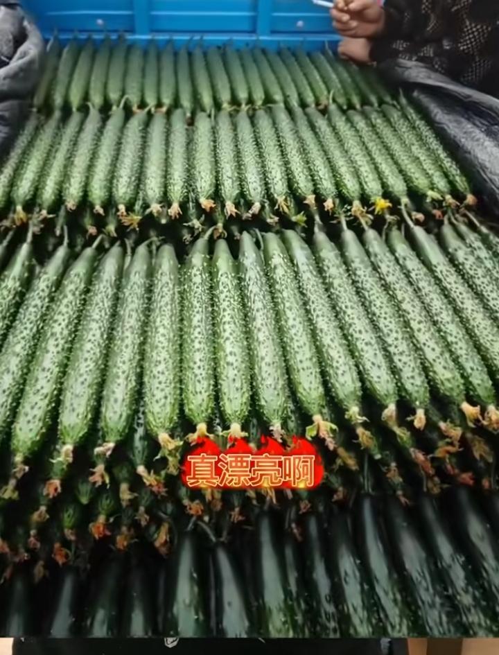 现在超市卖的黄瓜为什么长的这么直，这么好看？为什么我自己种的黄瓜都是弯的，要么一