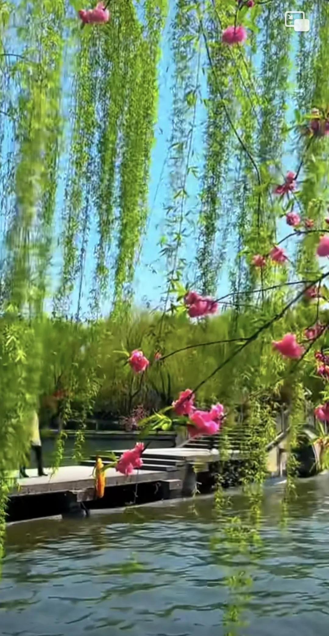 吹面不寒杨柳风，杨柳吐出新绿，吹到人脸上温柔#风景##西湖杨柳美景迿# #风吹柳