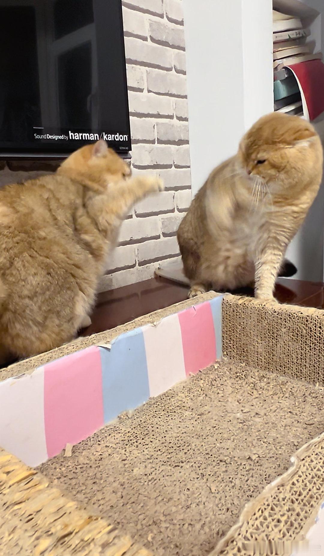 看鸡腿猫治愈一下[泪]#萌宠闹新春# ​​​