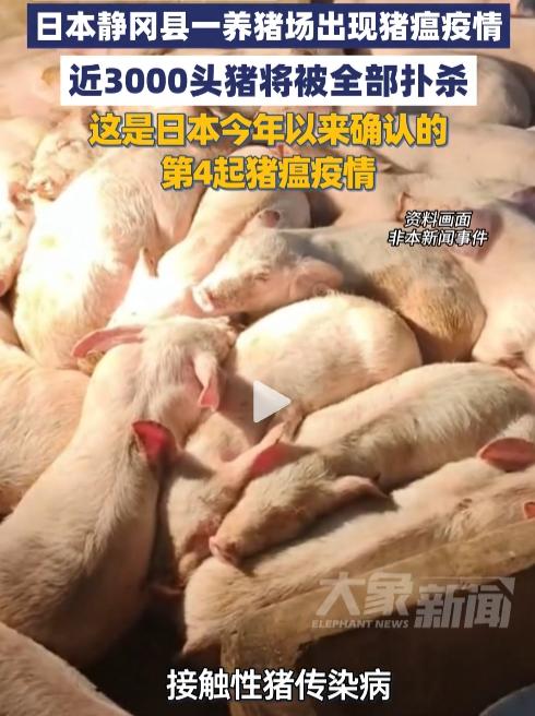 5月5日，日本静冈突发猪瘟疫情一年四起近三千头生猪将被扑杀，防疫漏洞暴露无遗国人