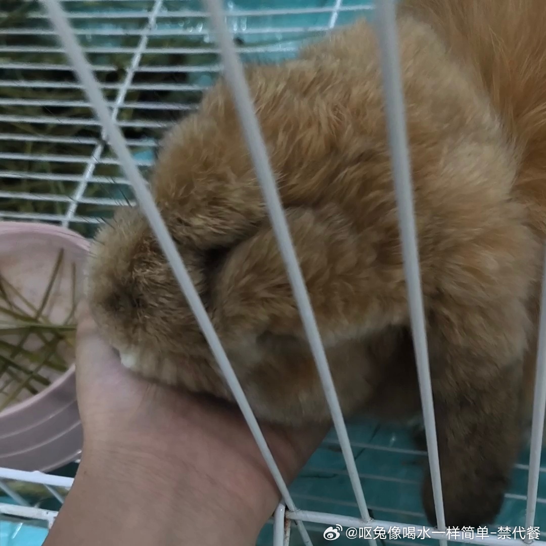 14061🐇【兔有礼貌】最懂礼尚往来之兔（兔的脚垫拿去洗了，兔是散养的，但兔依