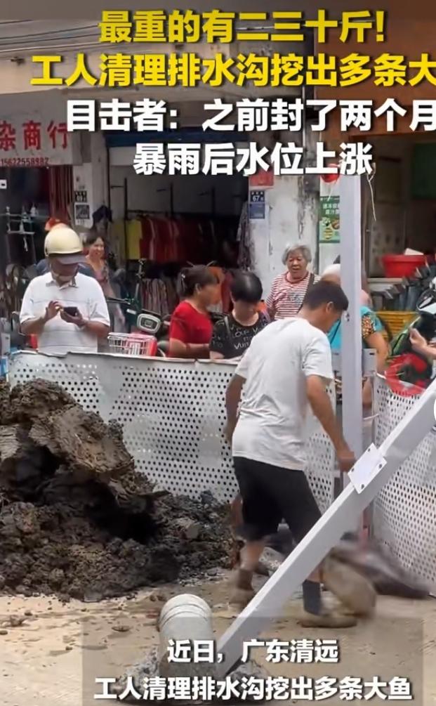听说工人清理排水沟挖出多条大鱼，这事儿可太让人惊喜了！想象一下，在普普通通的排水