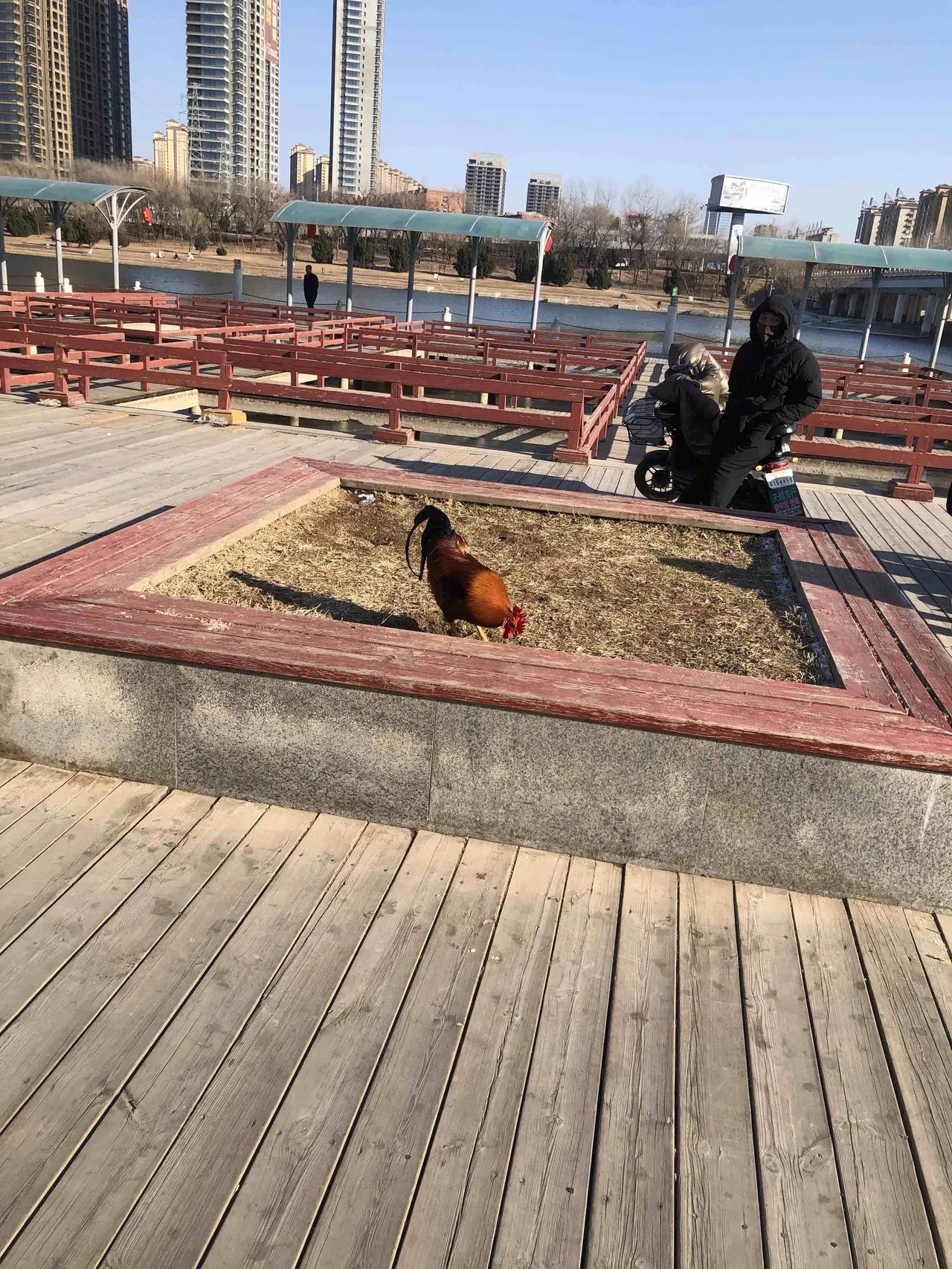 新宠！
遛狗玩鸟斗蛐蛐儿，钓鱼打牌瞎转悠，再看看这位：爱好别致，玩的高雅，与众不