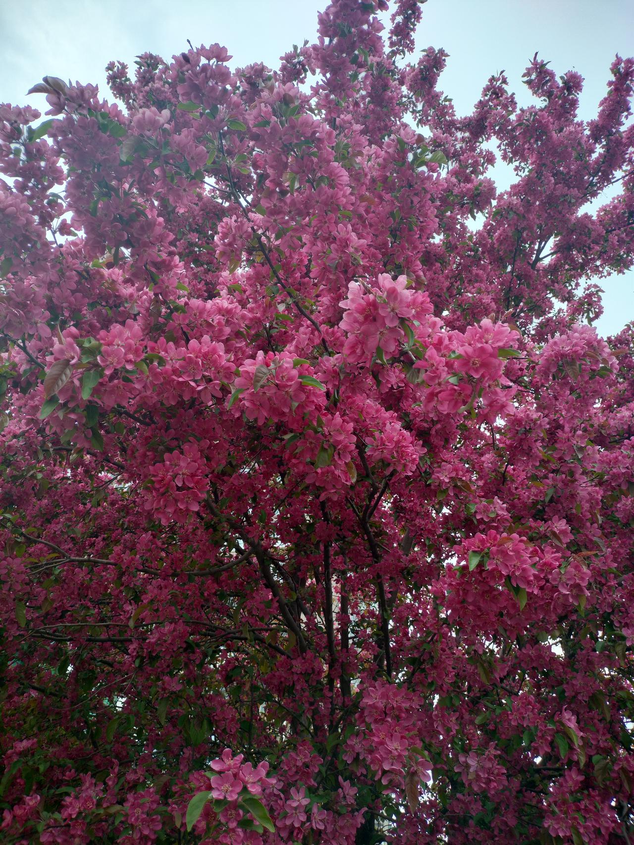 到处去拍美景，无意中在路旁发现了这一树繁花，拍下这美丽瞬间，令人开心。