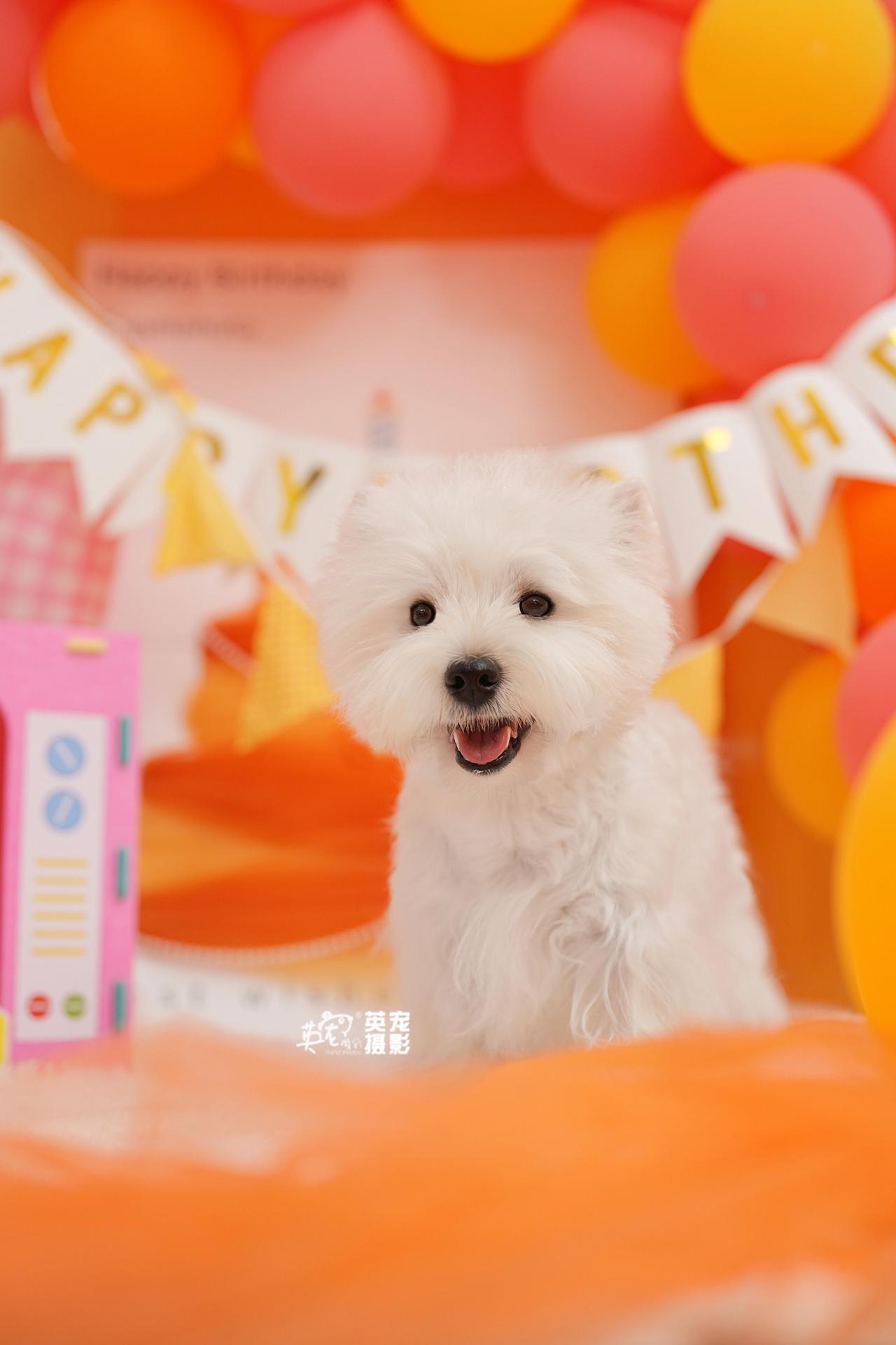 哎呀，哎呀，哎呀
每个月都来拍照的小朋友
这个月过生日啦！！！
怎么能这么可爱?