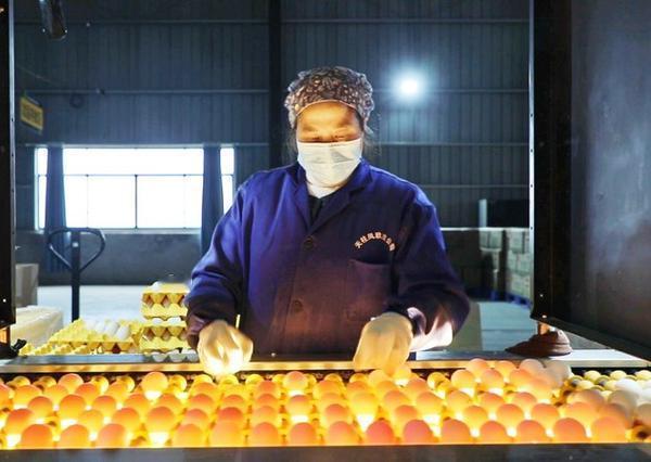 快讯｜科技养蛋太卷了！重庆“数字鸡舍”上线，12万只鸡智能产蛋稳供春节
 
春节