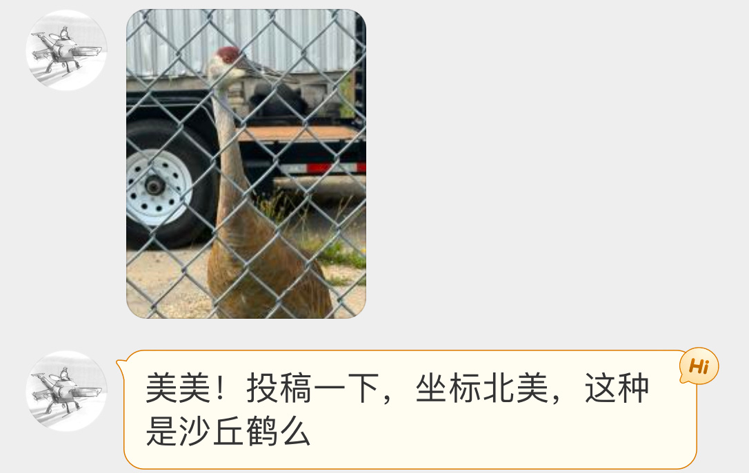 #鸟粉投稿# 北美的【沙丘鹤】侧脸都挺帅的，正面就…呆若木鸡！ ​​​