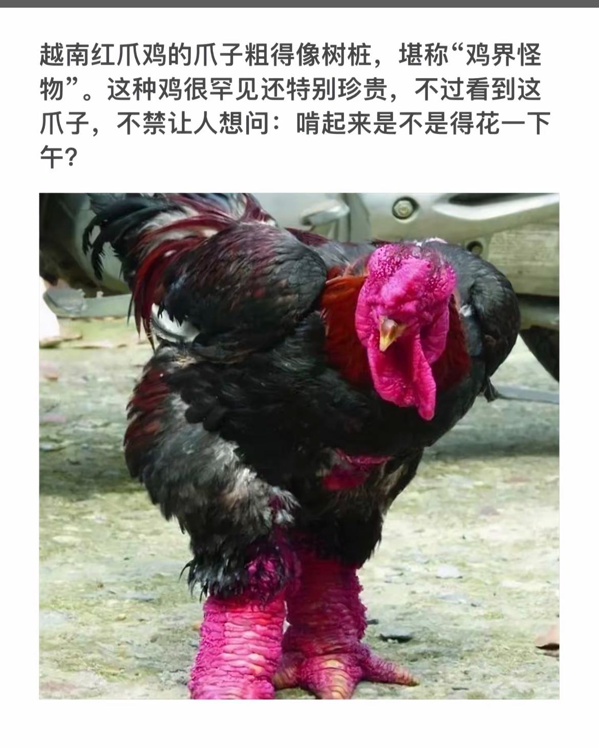“红爪鸡”的惊艳时刻，你见过吗？
