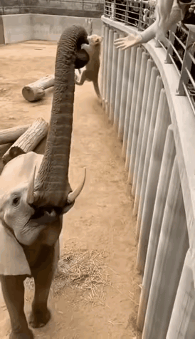 在自然界里，大象的智商可是出了名的高。这天在动物园，一群游客把胳膊肘撑在栏杆上，