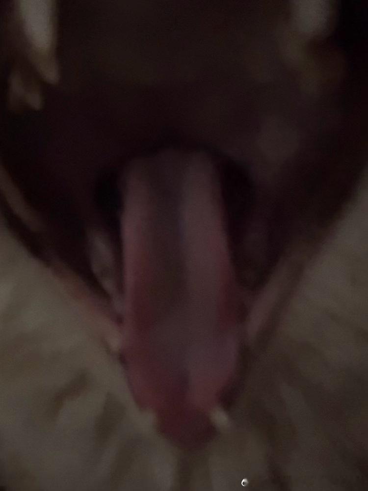 49523【丑猫】丑吧喵你这次再不让我上电视就是针对我赖皮蛇 