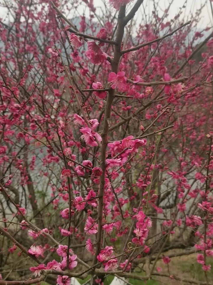 莲花湖的梅花开了。早上起来还有点太阳烘烘，现在2月的春风轻拂，没有太多的游人。很