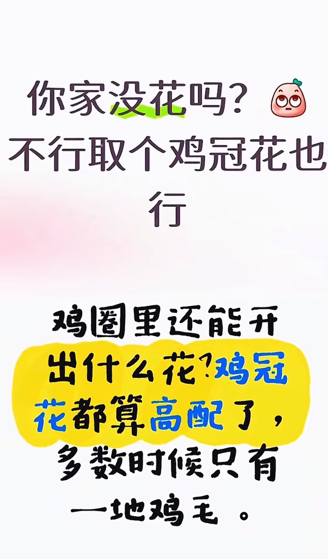 请不要侮辱鸡冠花， 