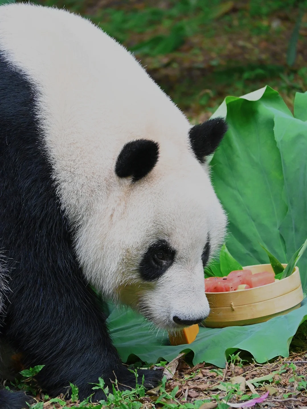 生日快乐呀，小叶宝