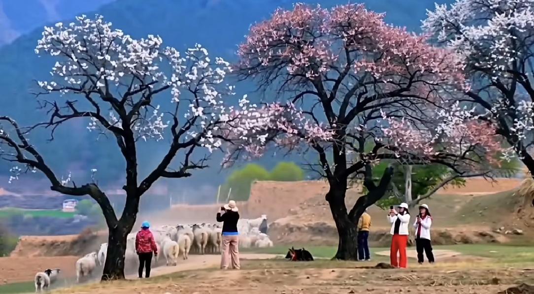 《牧羊归》拍摄于蔚县北柳河口村，作品主要反应了春天里夕阳西下，放羊人赶着一群羊回