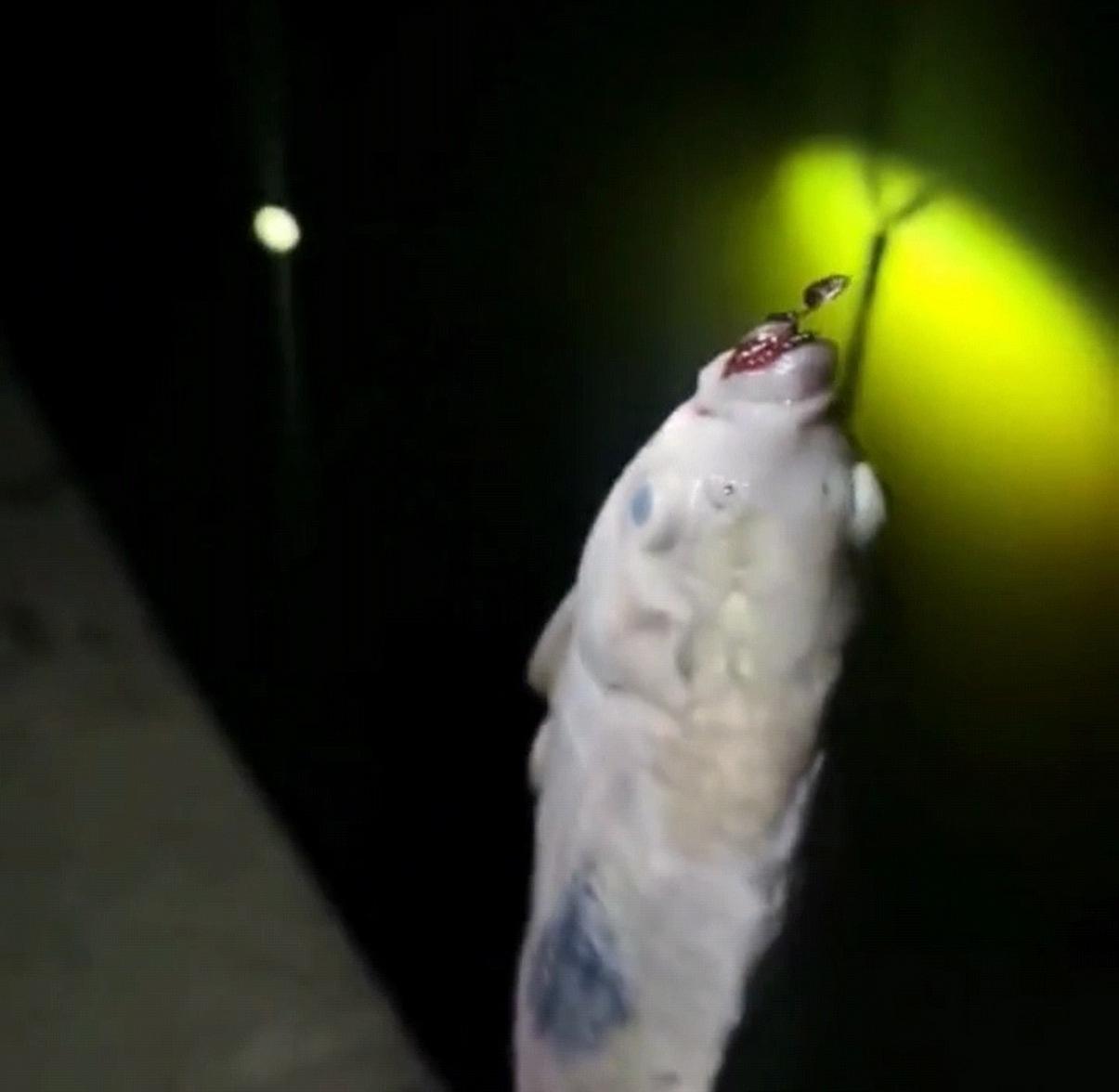 鱼竿是用桃木做的，鱼线是用墨斗线捆的，窝子是糯米打的，饵是鸡血和的，钓点是罗盘找