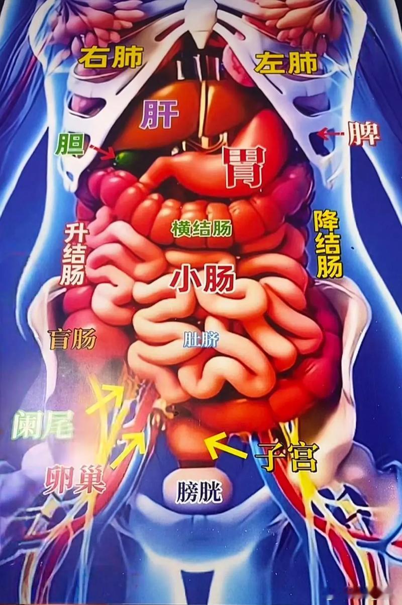 1. 五脏藏精气，体实无空腔；六腑传化物，腔空主通降2. 五脏实心藏神，六腑空心