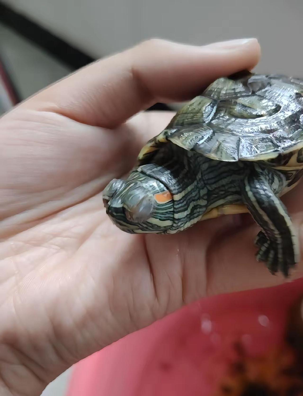 🐢应该怎么治疗。请问乌龟的眼睛成这个样子了，应该怎么治疗啊？小乌龟 龟龟 乌龟