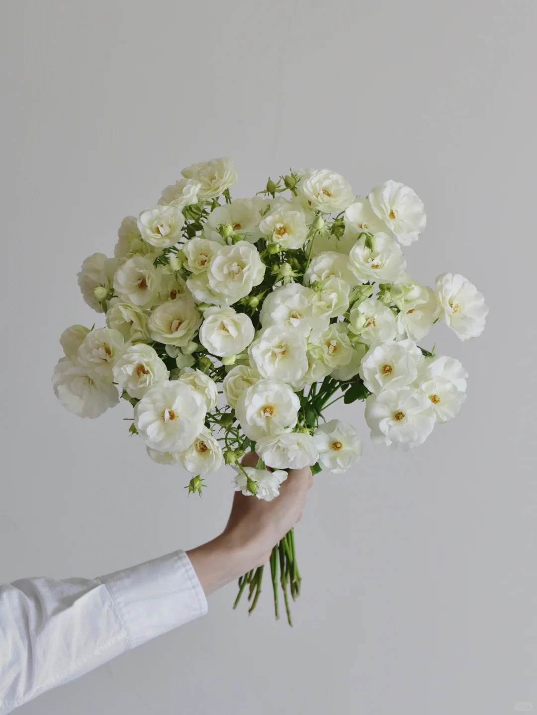 玫瑰·明日佳人