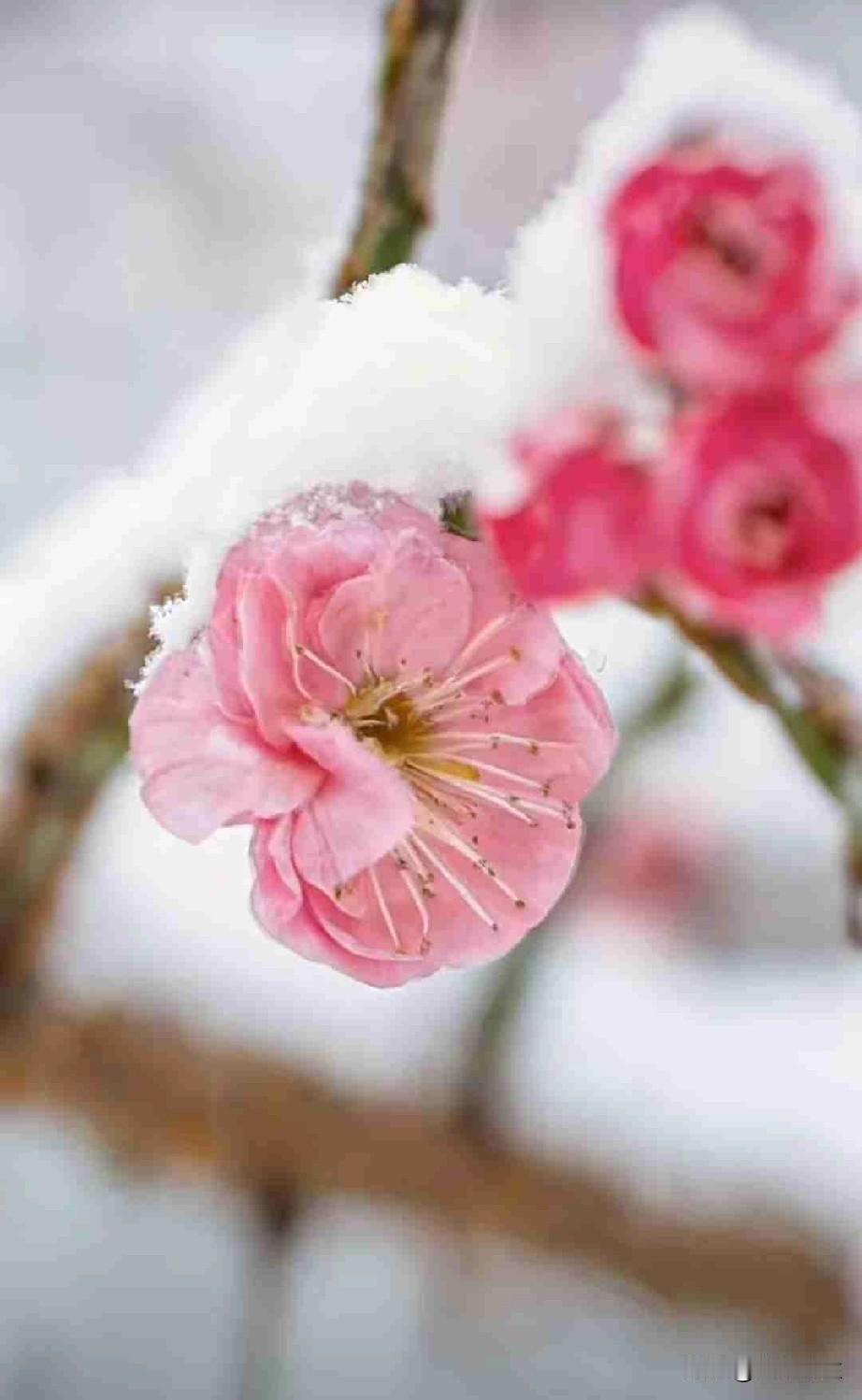 我的今日状态：😁轻松愉快
我这里的天气：🍂微风

冬天里的雪梅，总有别样风采