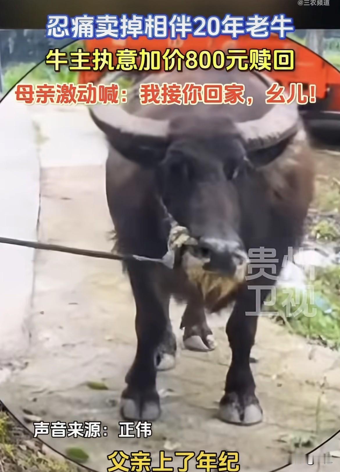 卖牛那天早上，老爷子没喂牛。

喂了怕自己狠不下心。

贩子来牵的时候，老爷子转