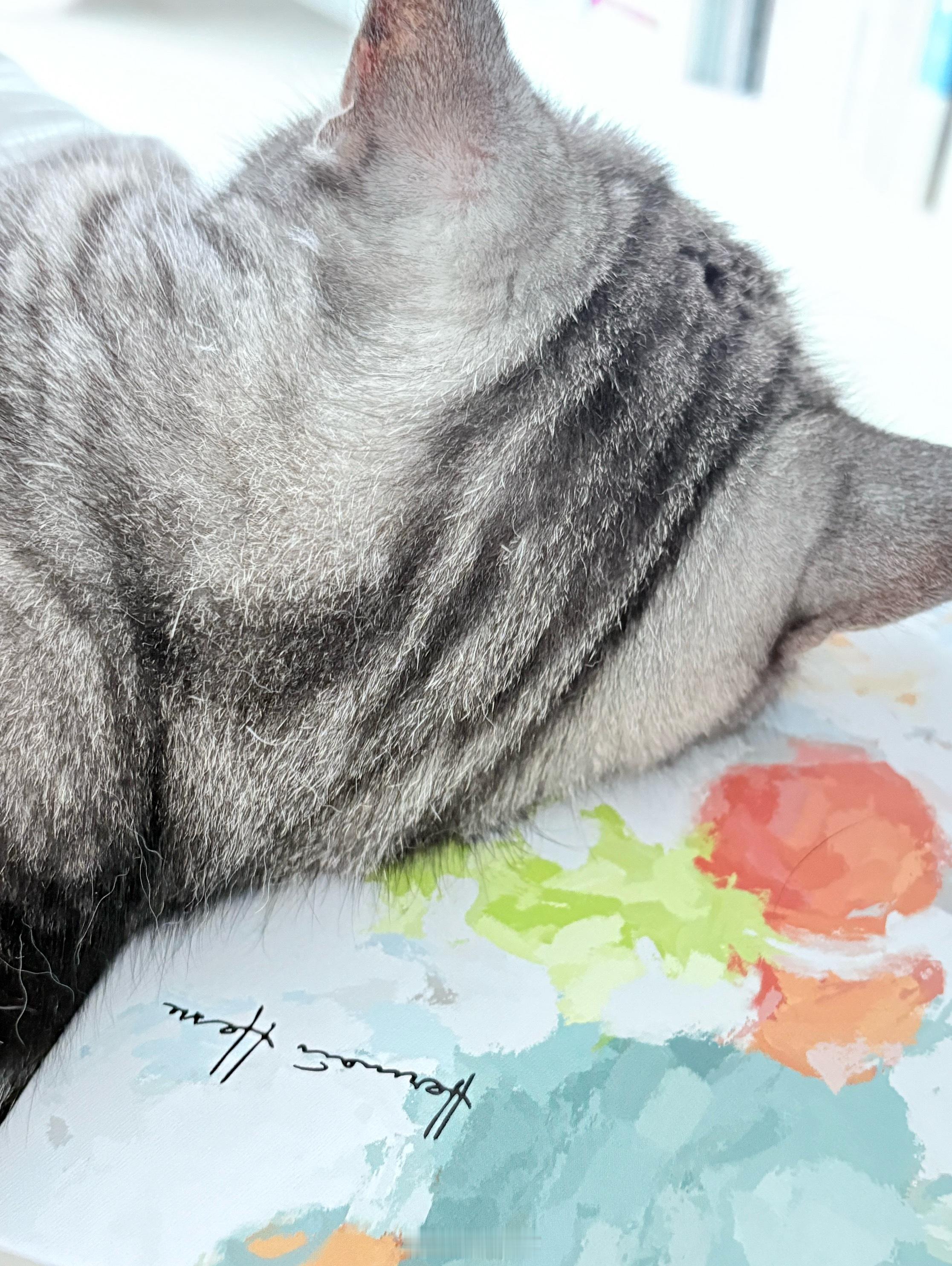 妹妹一家……背着弟弟一家偷偷来找我……的猫玩。因为弟弟一家发烧了。我的喵已经被玩