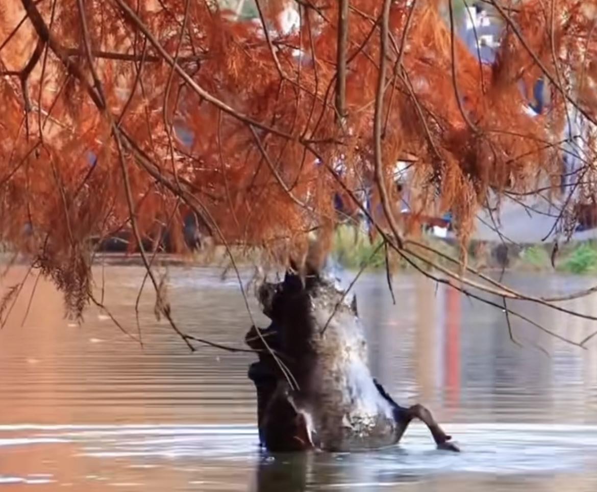 最近江苏有只黑天鹅“火”了——它把头扎进水里觅食，屁股撅得老高，远远一看，活像只