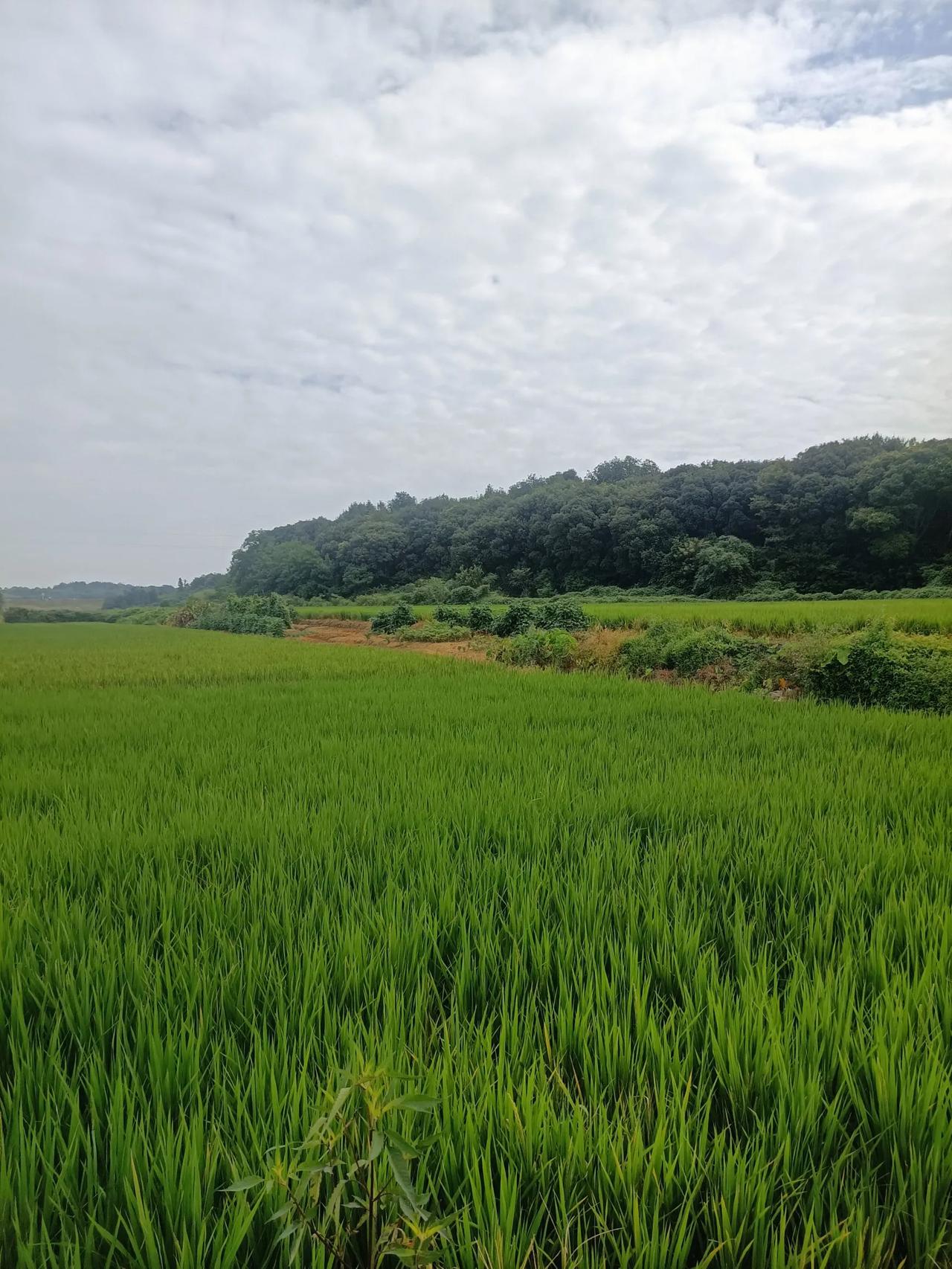 秋天