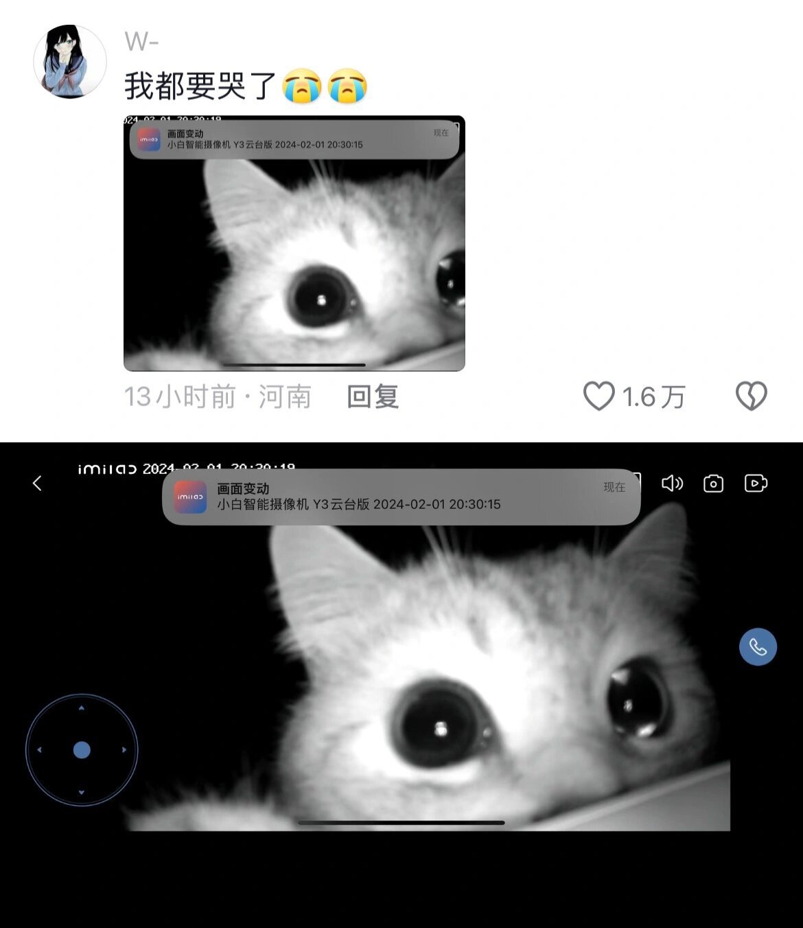 春节的留守猫咪们🐱：这个盒子为什么有妈妈的声音#龙年造梗大赛# ​​​