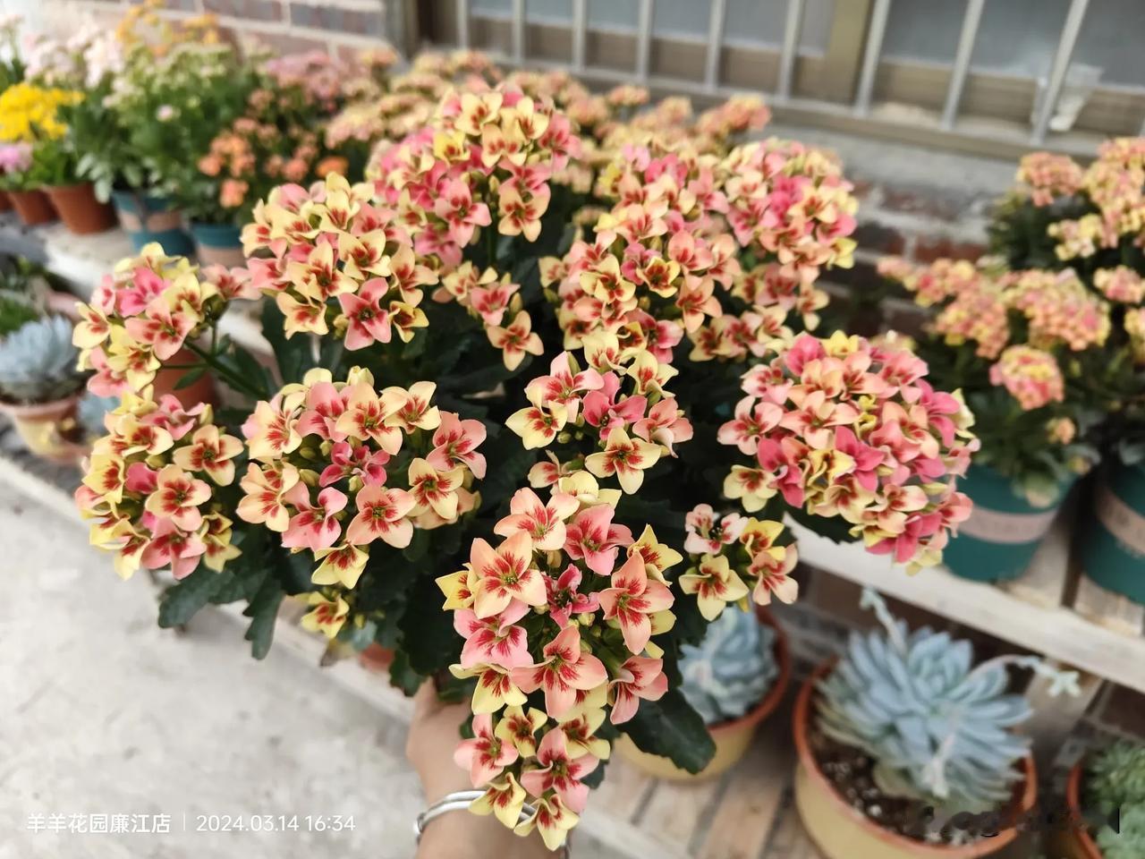 #随手拍的美丽花草##羊羊花园# 长寿花开花样板~#分享美丽长寿花#