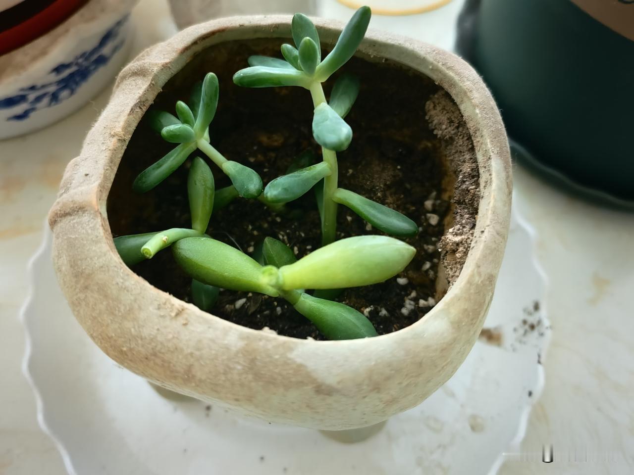 懒散了好几天，收拾一下家里。换了新毛巾，清理了水池，把长得不好的多肉拔掉了，重新