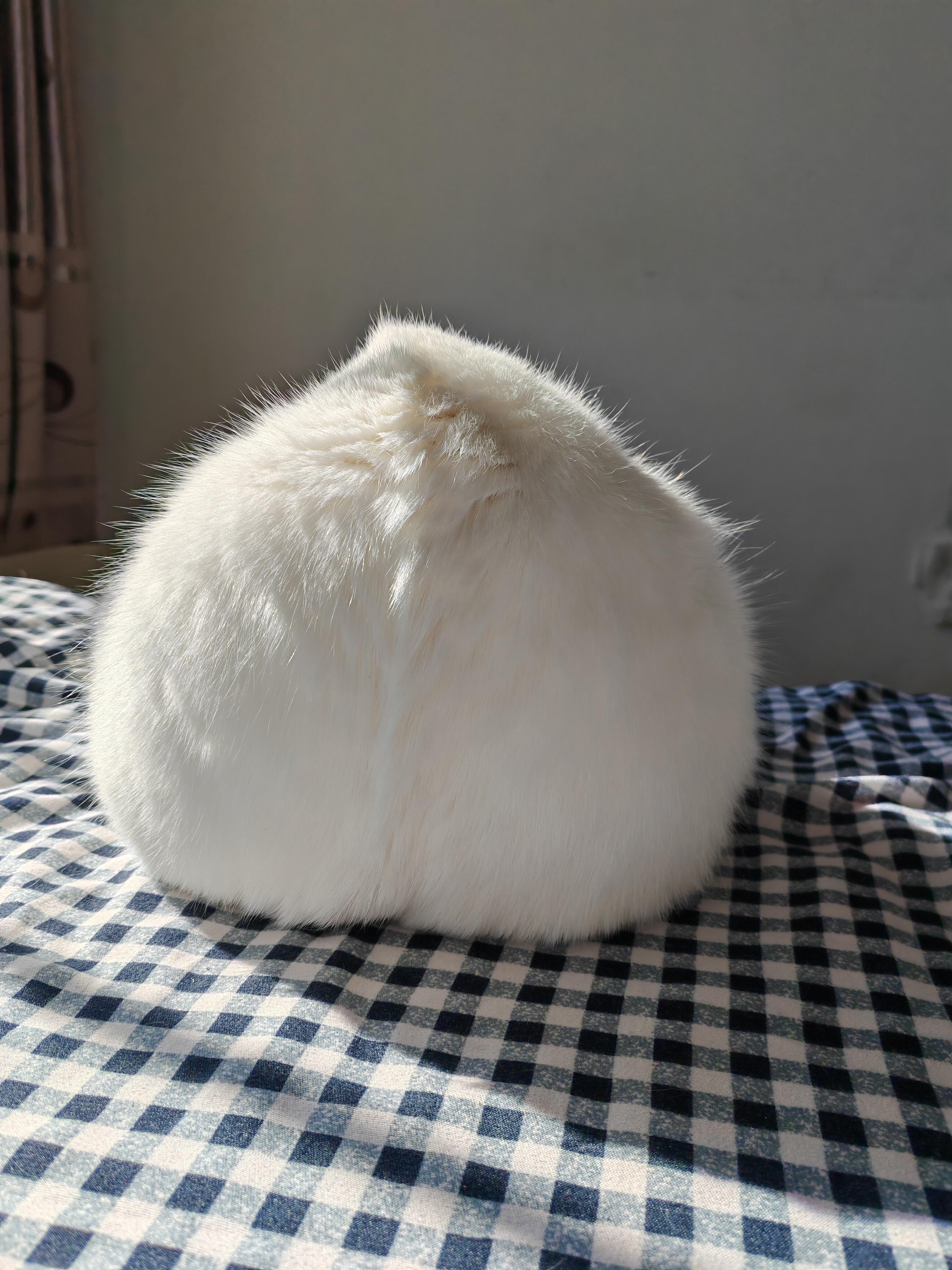 正宗毛桃，新品种，无瑕 