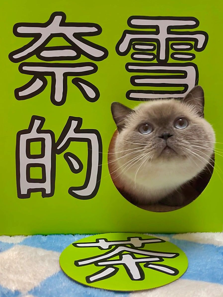 好好好！就成奈雪的猫了