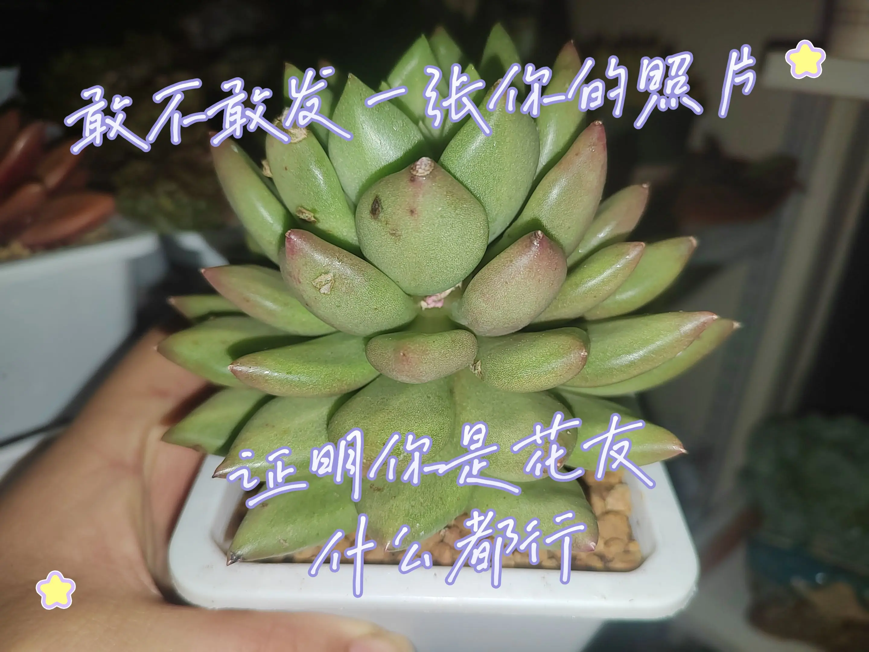 这是我的米其林，看看你的肉肉