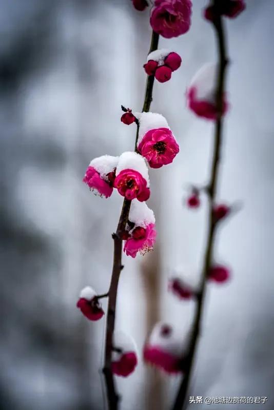 看到“瑞雪梅花添雅意”这个上联，瞬间感觉诗意满满。瑞雪和梅花，都是冬日里极具美感