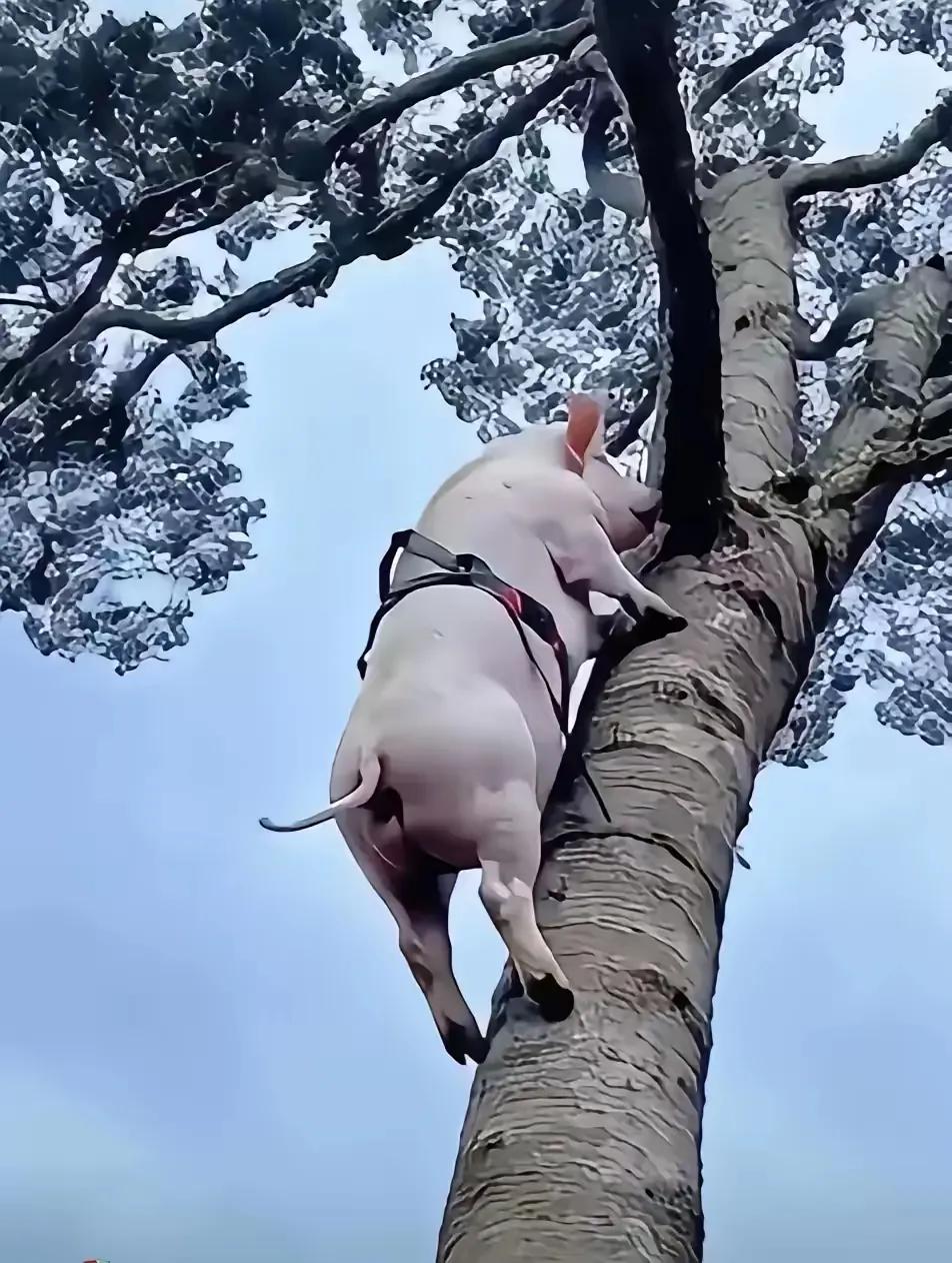 猪真的能上树！
       只是，这个“上”到树上的猪，一定是难受死了。
  