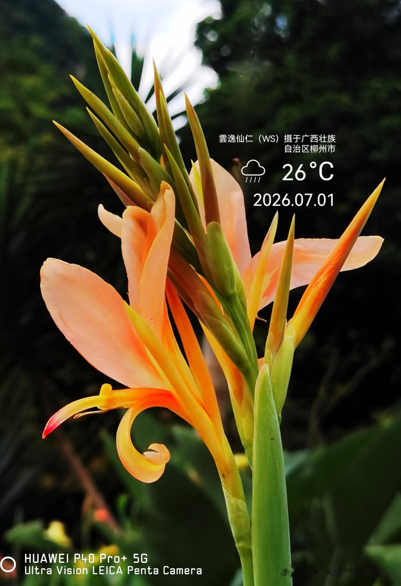 月居生活记录（10188）广西壮族自治区柳州市（226）花儿随拍24：粉红花美人